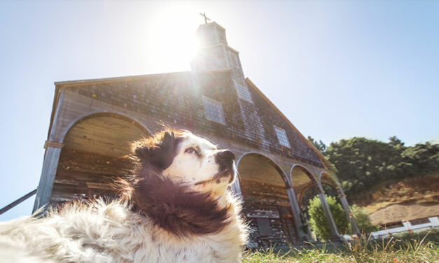 LA BENEDIZIONE DEGLI ANIMALI