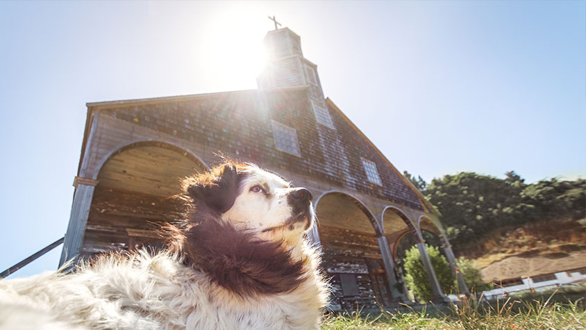 LA BENEDIZIONE DEGLI ANIMALI