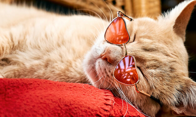 ORANGEY IL GATTO PIÙ FAMOSO DEL CINEMA