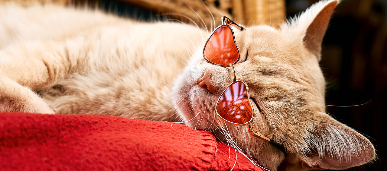 ORANGEY IL GATTO PIÙ FAMOSO DEL CINEMA